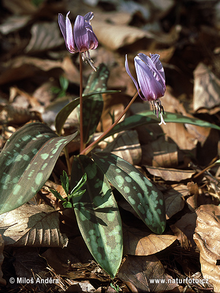 Kandík psí (Erythronium dens-canis)