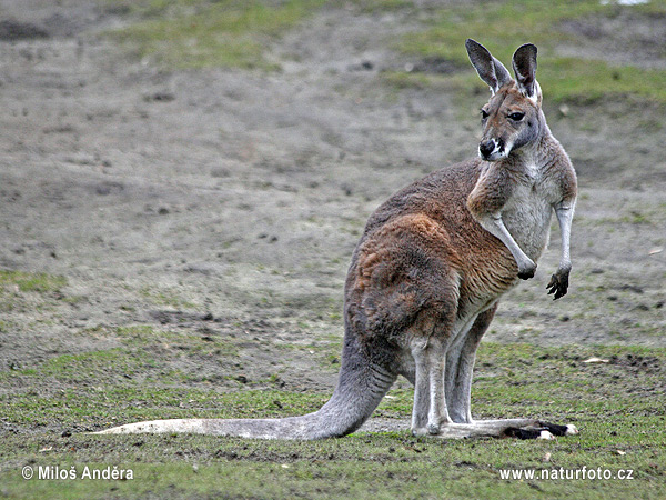 Kengura červená (Macropus rufus)