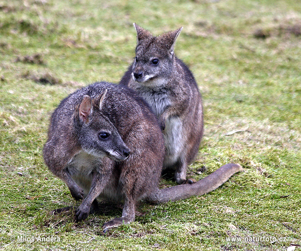 Kengura parma (Macropus parma)