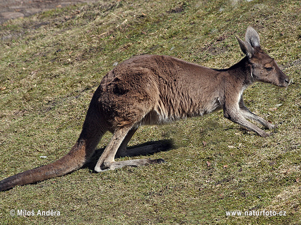 Kengura tmavochvostá (Macropus fuliginosus)