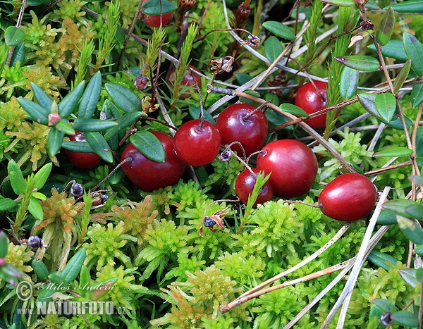 kľukva močiarna (Vaccinium oxycoccos)