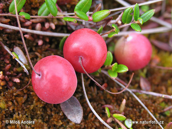 kľukva močiarna (Vaccinium oxycoccos)