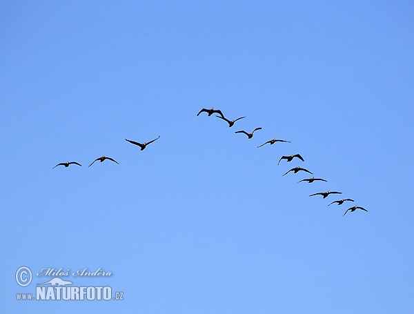 Kormorán veľký (Phalacrocorax carbo)