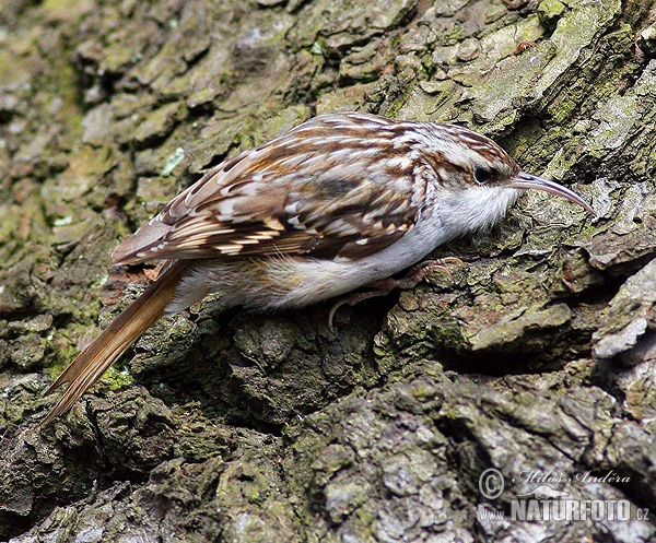 Kôrovník krátkoprstý (Certhia brachydactyla)