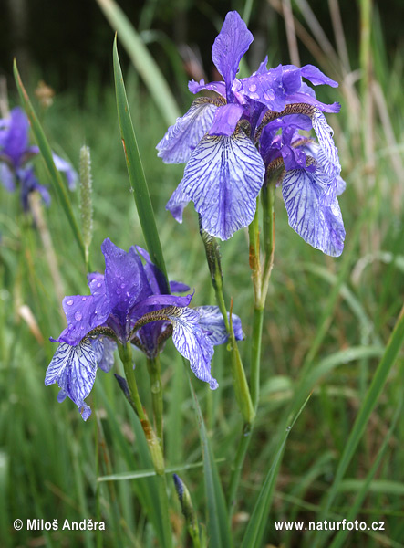 Kosatec sibírsky (Iris sibirica)