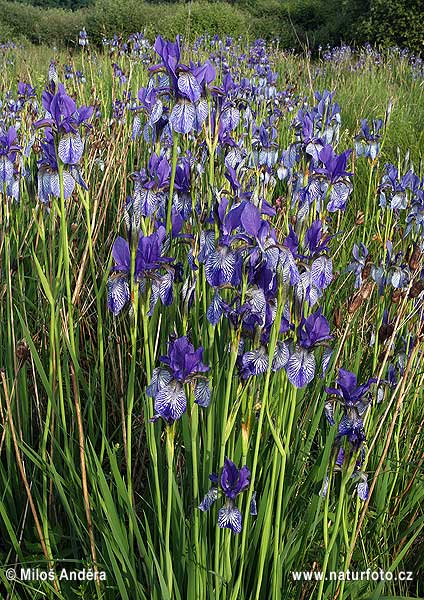 Kosatec sibírsky (Iris sibirica)