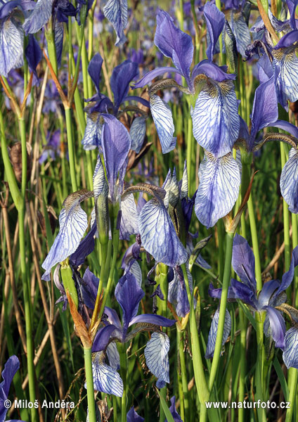 Kosatec sibírsky (Iris sibirica)