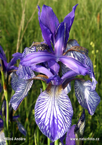 Kosatec sibírsky (Iris sibirica)