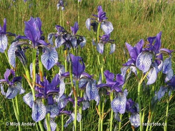 Kosatec sibírsky (Iris sibirica)