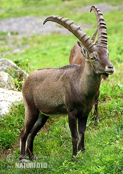 Kozorožec horský (Capra ibex)