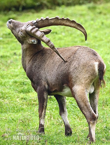 Kozorožec horský (Capra ibex)
