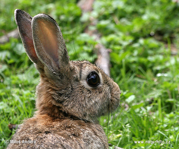 Králik divý (Oryctolagus cuniculus)