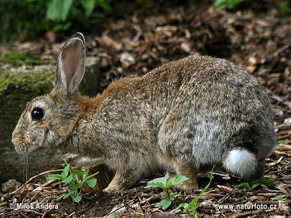 Králik divý (Oryctolagus cuniculus)