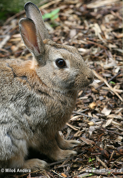 Králik divý (Oryctolagus cuniculus)