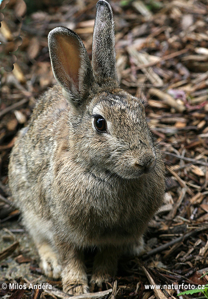 Králik divý (Oryctolagus cuniculus)