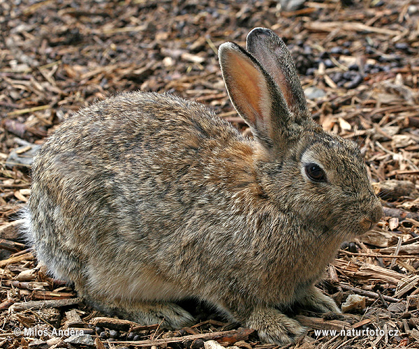 Králik divý (Oryctolagus cuniculus)