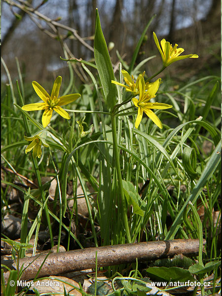 Krivec žltý (Gagea lutea)