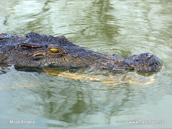 Krokodíl nílsky (Crocodylus niloticus)