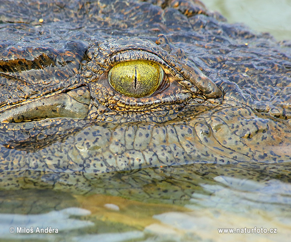 Krokodíl nílsky (Crocodylus niloticus)