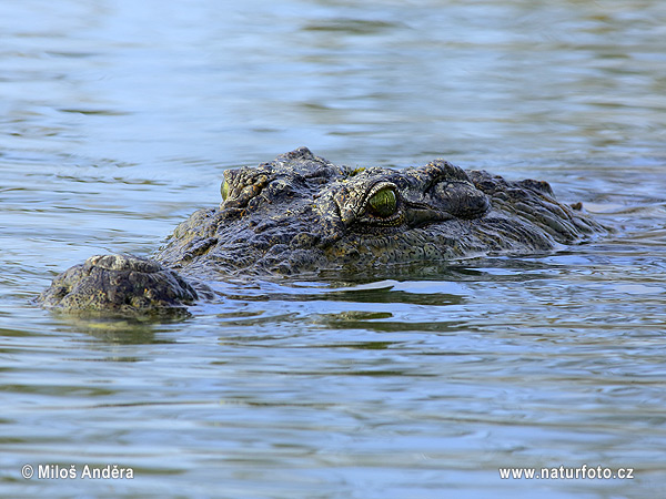 Krokodíl nílsky (Crocodylus niloticus)