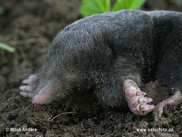 Krt podzemný (Talpa europaea)