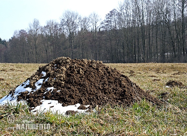 Krt podzemný (Talpa europaea)