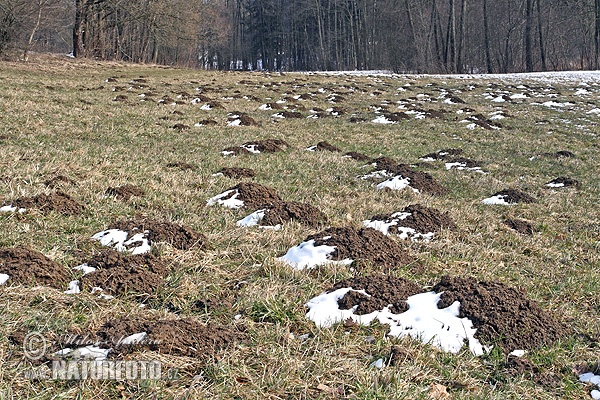 Krt podzemný (Talpa europaea)