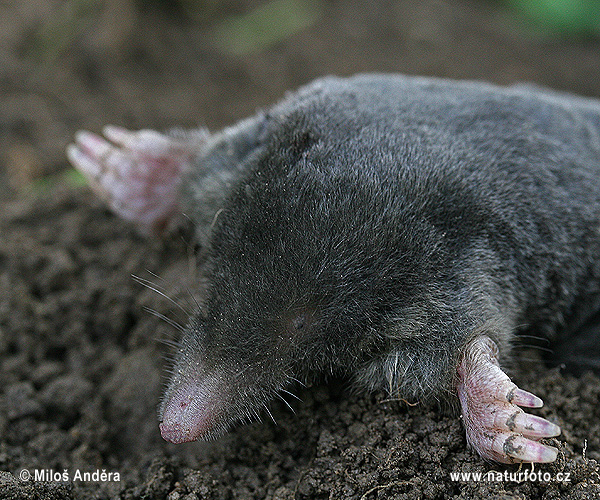 Krt podzemný (Talpa europaea)