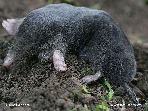 Krt podzemný (Talpa europaea)