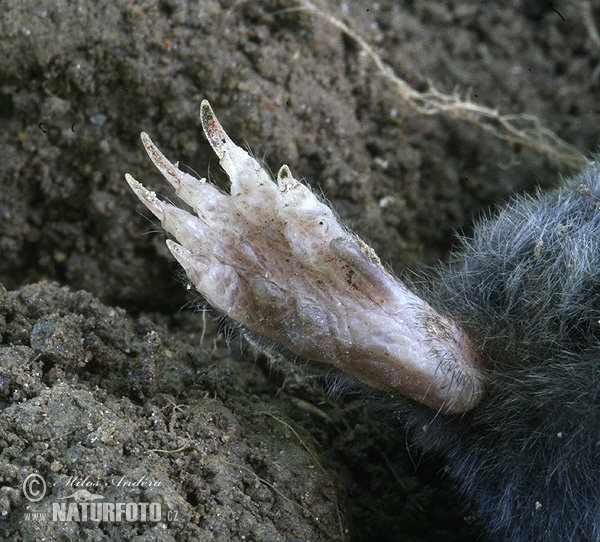 Krt podzemný (Talpa europaea)