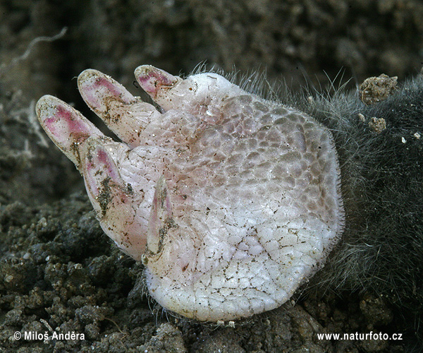 Krt podzemný (Talpa europaea)