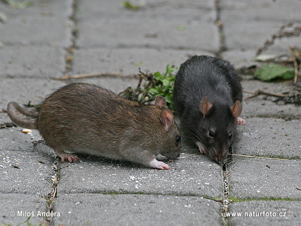 Krysa obecná - hnědá a tmavá forma (Rattus rattus)