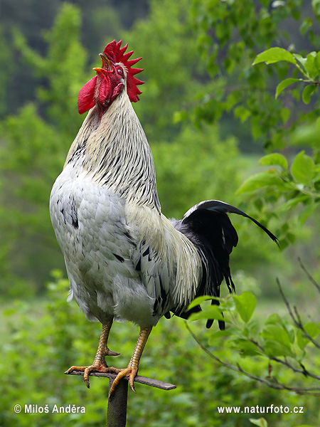 Kura domáca (Gallus domesticus)