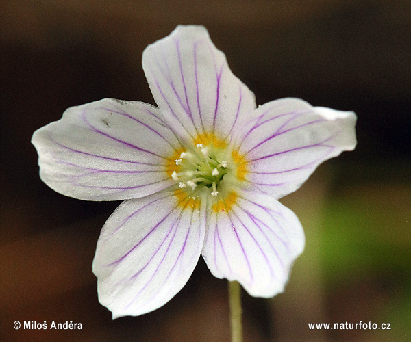 Kyslička obyčajná (Oxalis acetosella)