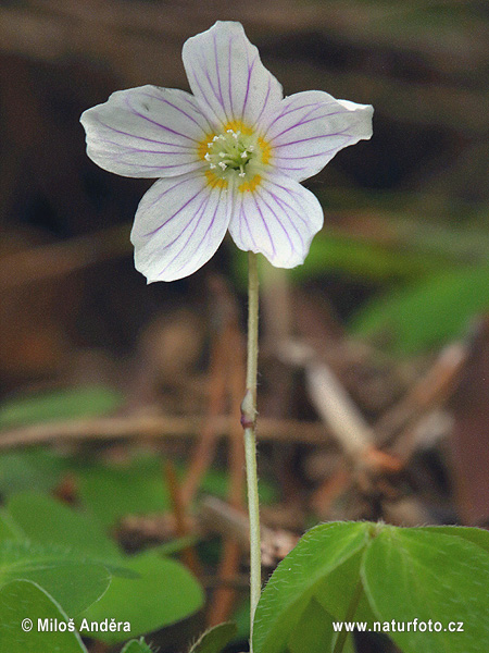 Kyslička obyčajná (Oxalis acetosella)