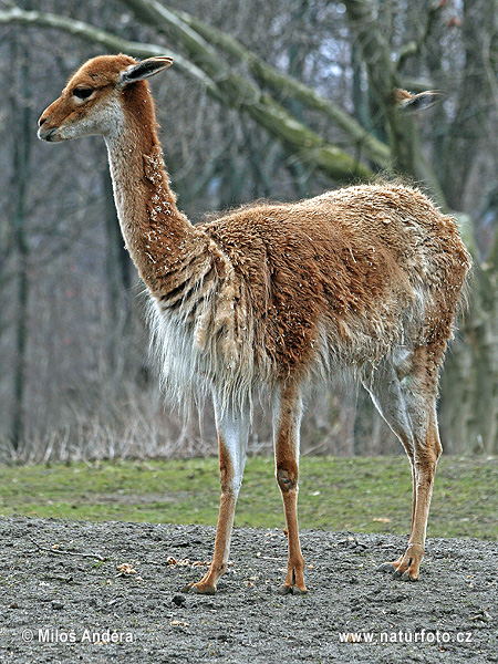 Lama vikuňa (Vicugna vicugna)