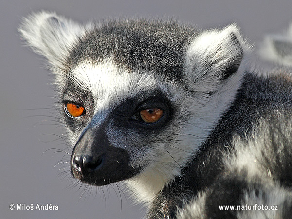 Lemur katta mačkovitý (Lemur catta)