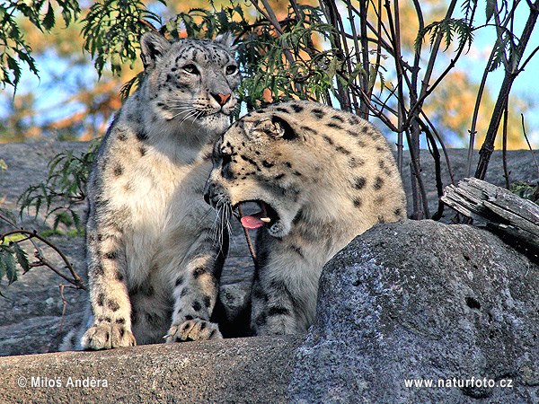 Leopard snežný (Panthera uncia)