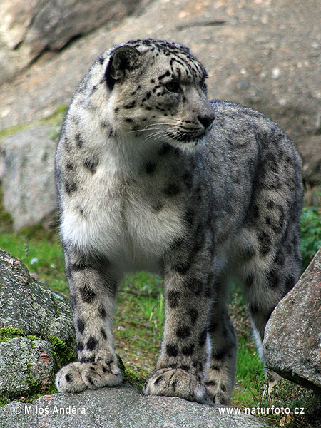 Leopard snežný (Panthera uncia)