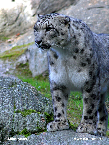 Leopard snežný (Panthera uncia)