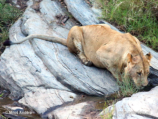 Lev púšťový (Panthera leo)