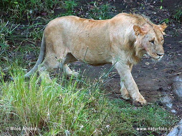 Lev púšťový (Panthera leo)