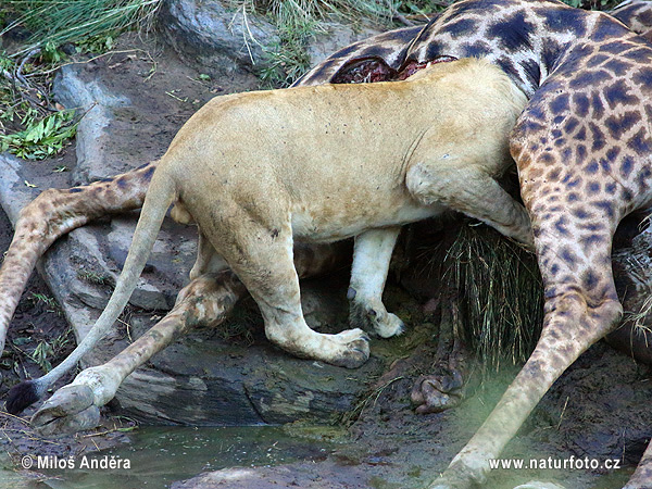 Lev púšťový (Panthera leo)