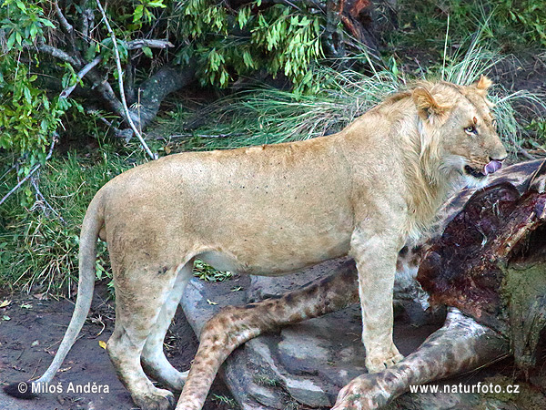 Lev púšťový (Panthera leo)