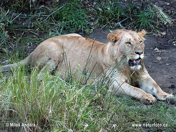 Lev púšťový (Panthera leo)