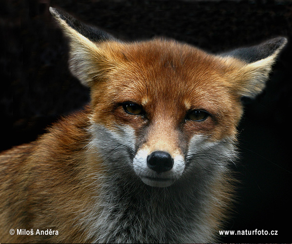 Líška hrdzavá (Vulpes vulpes)