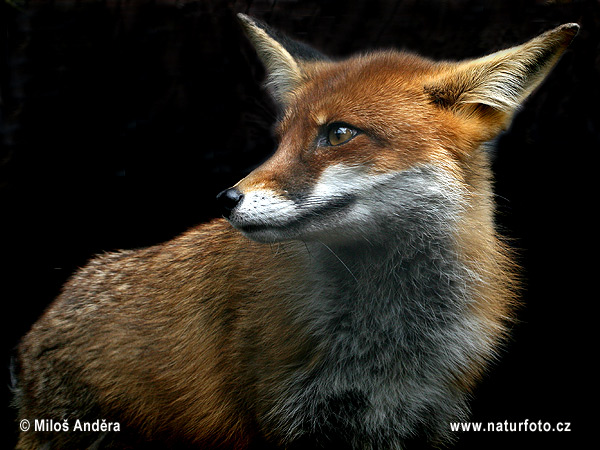 Líška hrdzavá (Vulpes vulpes)