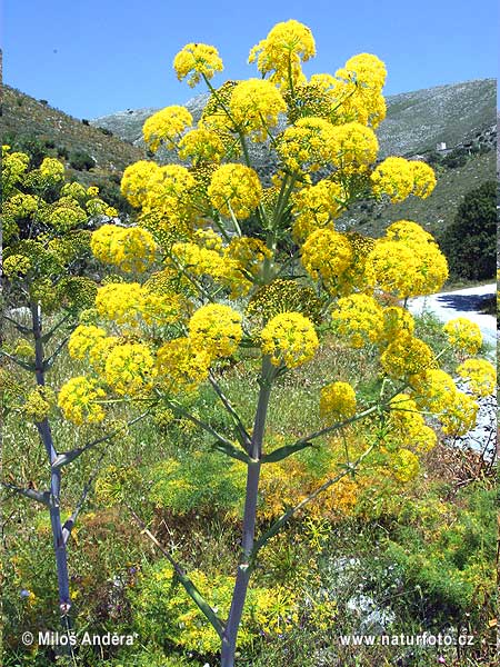 Ločidlo galbanové (Ferula communis)