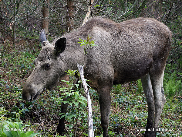 Los mokraďový (Alces alces)