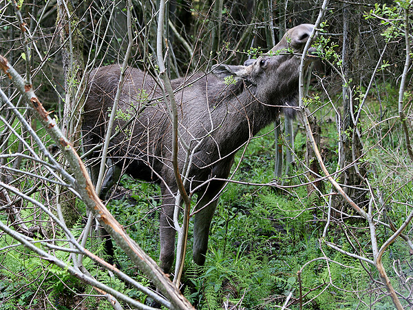 Los mokraďový (Alces alces)